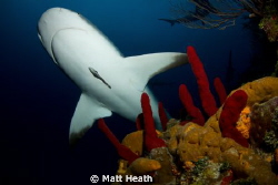 Reef Shark over Coral by Matt Heath 